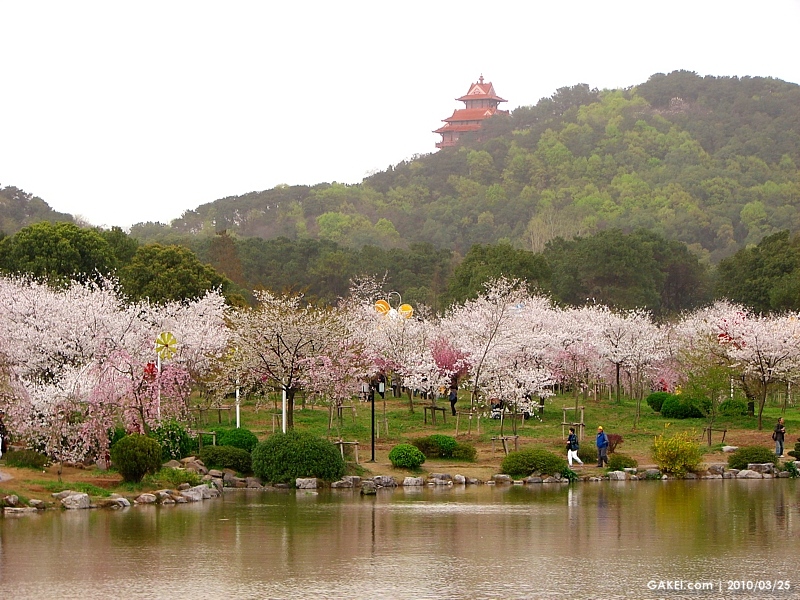 Resultado de imagem para East Lake Cherry Blossom Garden